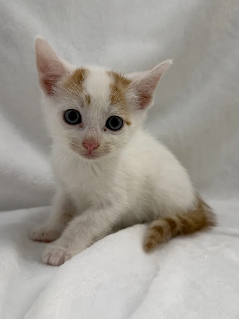A baby medium-sized male Orange & White Domestic Short Hair cat named Flan for adoption in Greensboro, NC