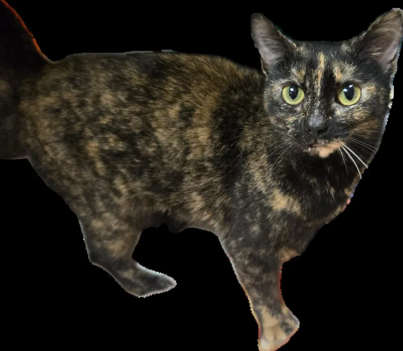 A young medium-sized female Domestic Short Hair cat named Pheobe for adoption in Alpharetta, GA