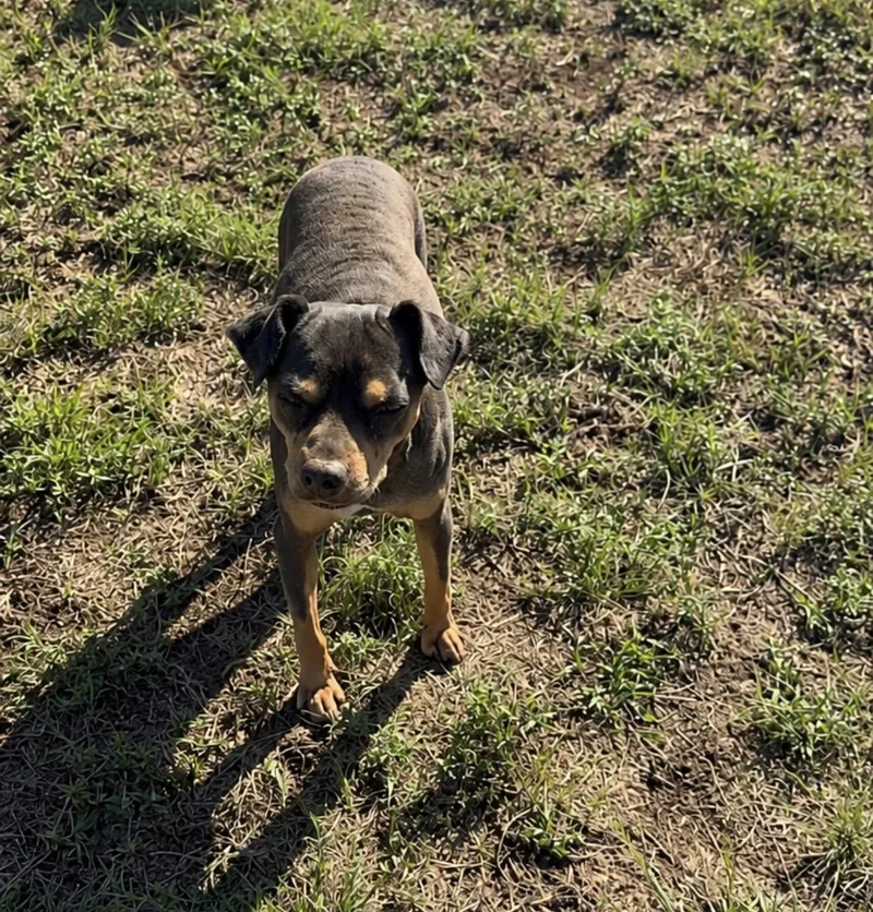 An adult small-sized male Yellow / Tan / Blond / Fawn Chihuahua dog named Amos for adoption in Pelham, NH
