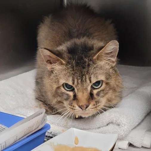 An adult large-sized male Domestic Short Hair cat named Smokey for adoption in Los Angeles, CA