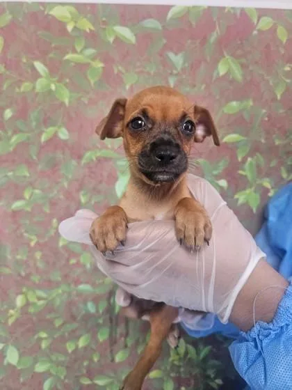 A young small-sized female Chihuahua dog named Pequeńa for adoption in San Antonio, TX