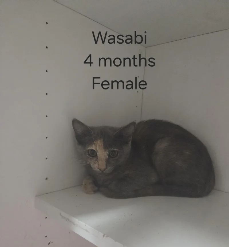 Wasabi