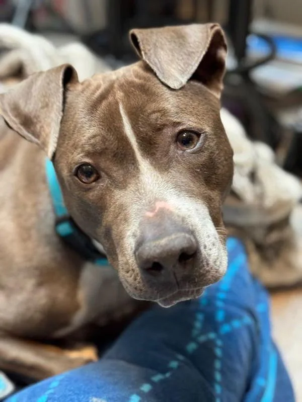 An adult large-sized female Pit Bull Terrier dog named Winnie for adoption in Virginia Beach, VA