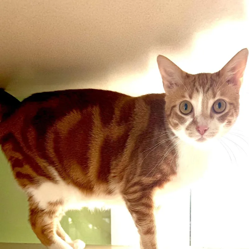 An adult large-sized female Orange / Red Domestic Short Hair cat named Autumn for adoption in Calverton, NY