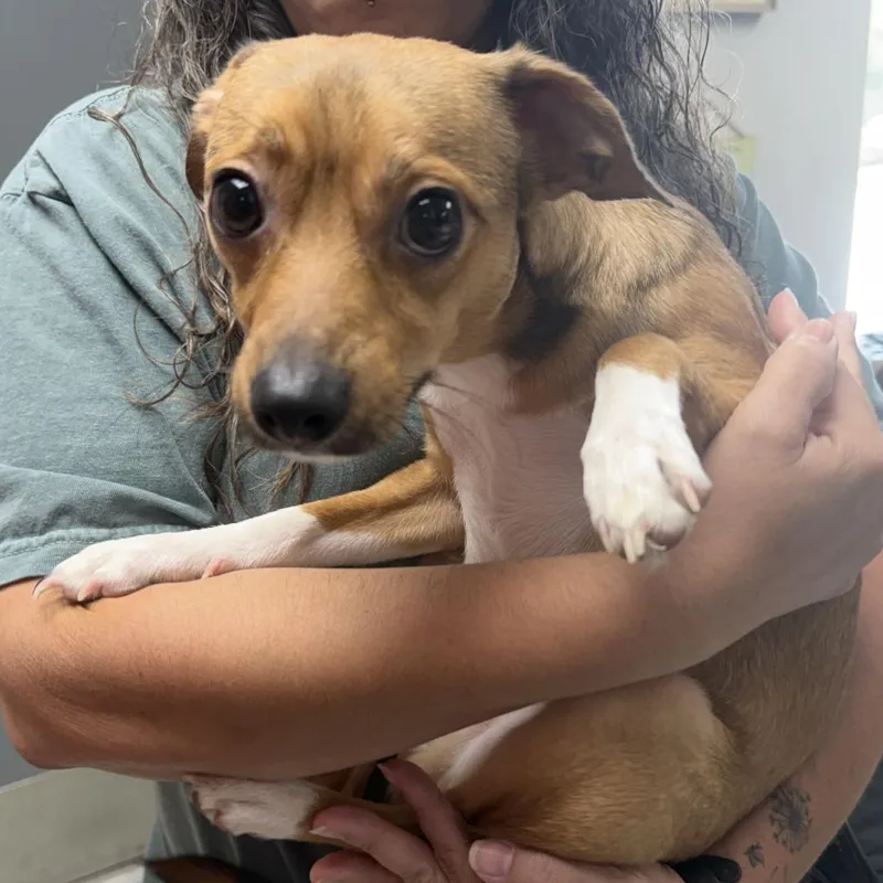 A young small-sized male Terrier dog named Jude for adoption in Marion, VA