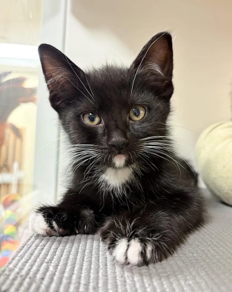 A baby medium-sized male Black & White / Tuxedo Domestic Short Hair cat named Kodiak for adoption in Oakland, CA