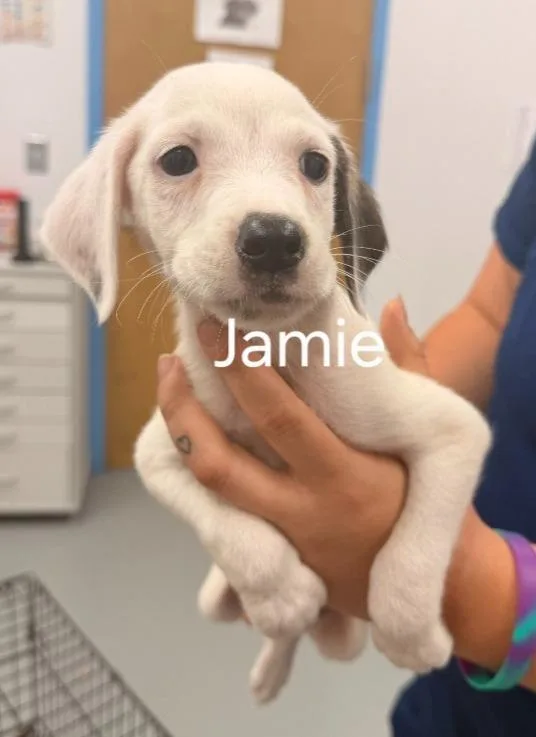 A baby medium-sized male Hound dog named Jamie for adoption in Hartsville, SC