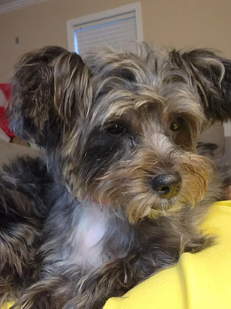 An adult small-sized female Gray / Blue / Silver Yorkshire Terrier dog named 981 (Lulu) for adoption in Plymouth, MI