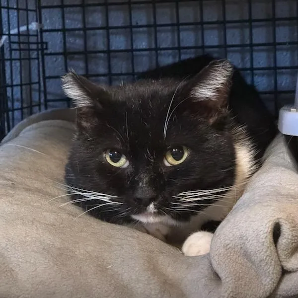 An adult medium-sized male Black & White / Tuxedo Domestic Short Hair cat named Lafayette for adoption in Newburgh, NY
