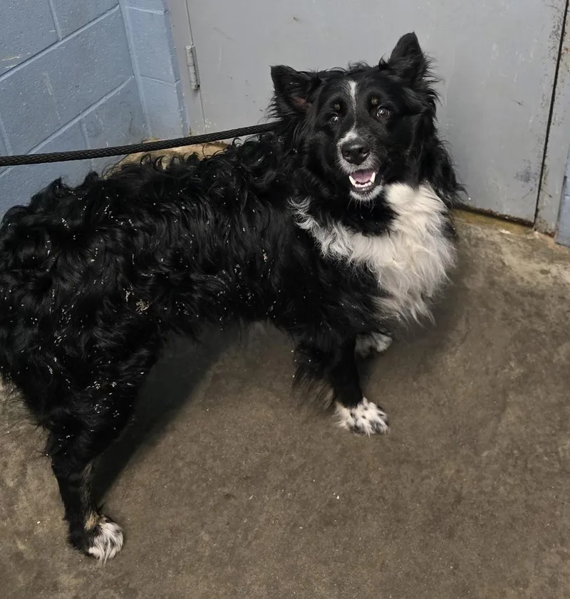 An adult large-sized male Collie dog named Remington for adoption in Evansville, IN
