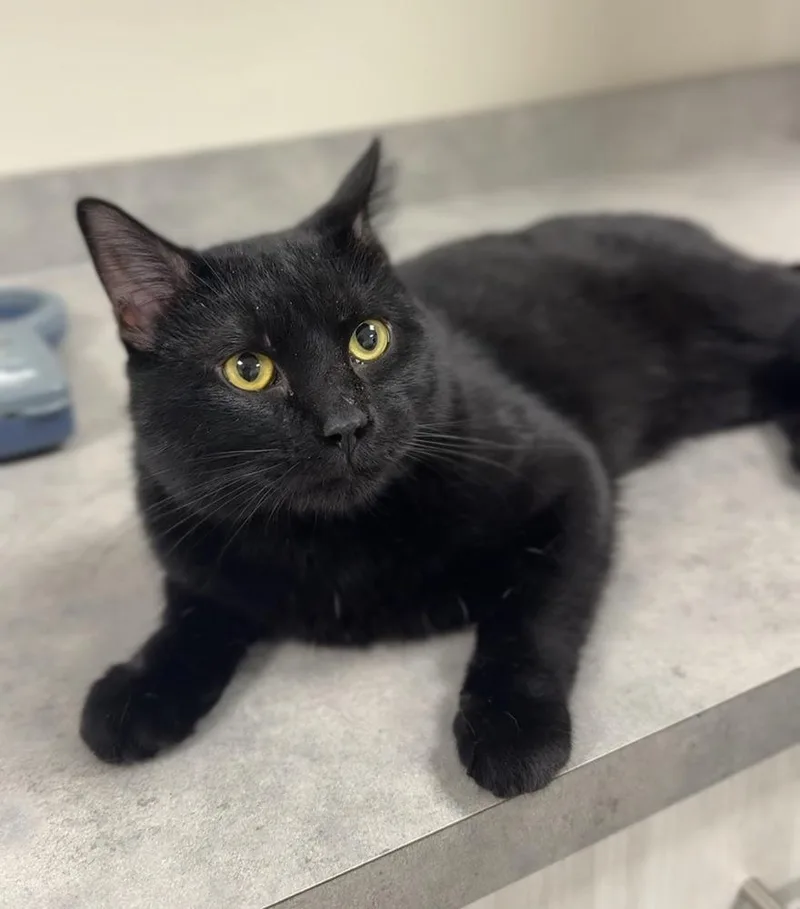 An adult large-sized male Black Domestic Short Hair cat named Bandit for adoption in Bemidji, MN