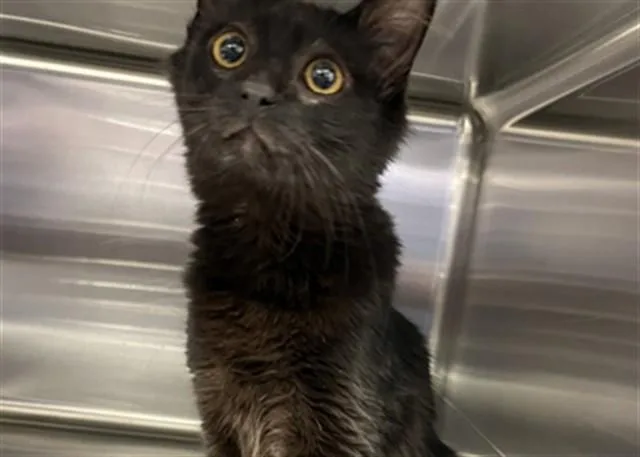 A young small-sized female Domestic Long Hair cat named Deja for adoption in Rancho Cucamonga, CA