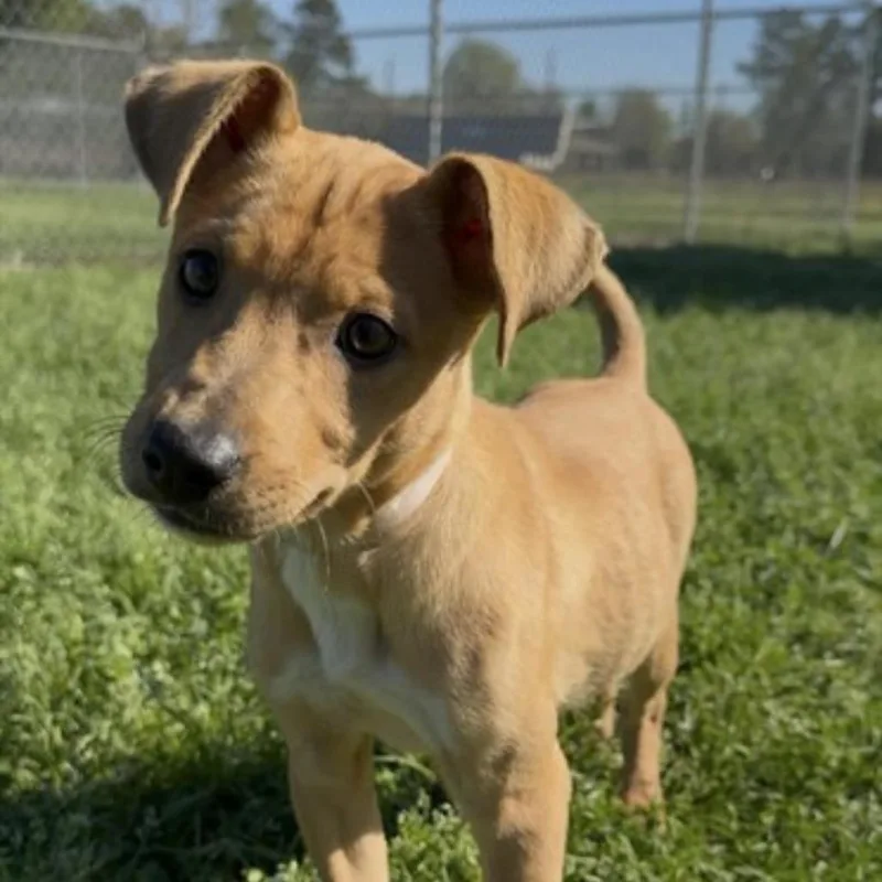 A baby small-sized female Yellow / Tan / Blond / Fawn Carolina Dog dog named Brownie for adoption in Tomah, WI