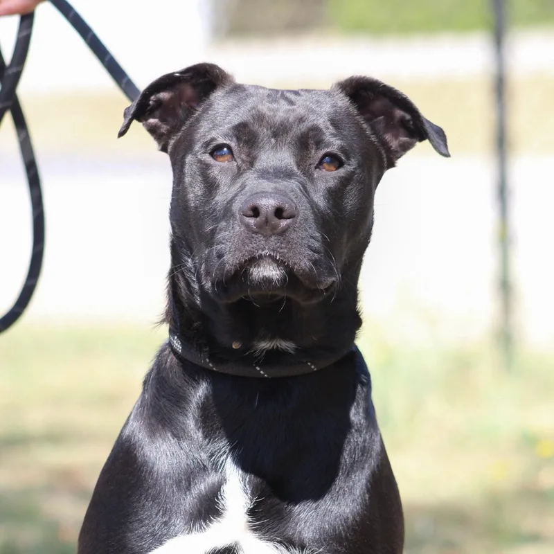 A young medium-sized female White / Cream Catahoula Leopard Dog dog named Lolly for adoption in Columbia, SC