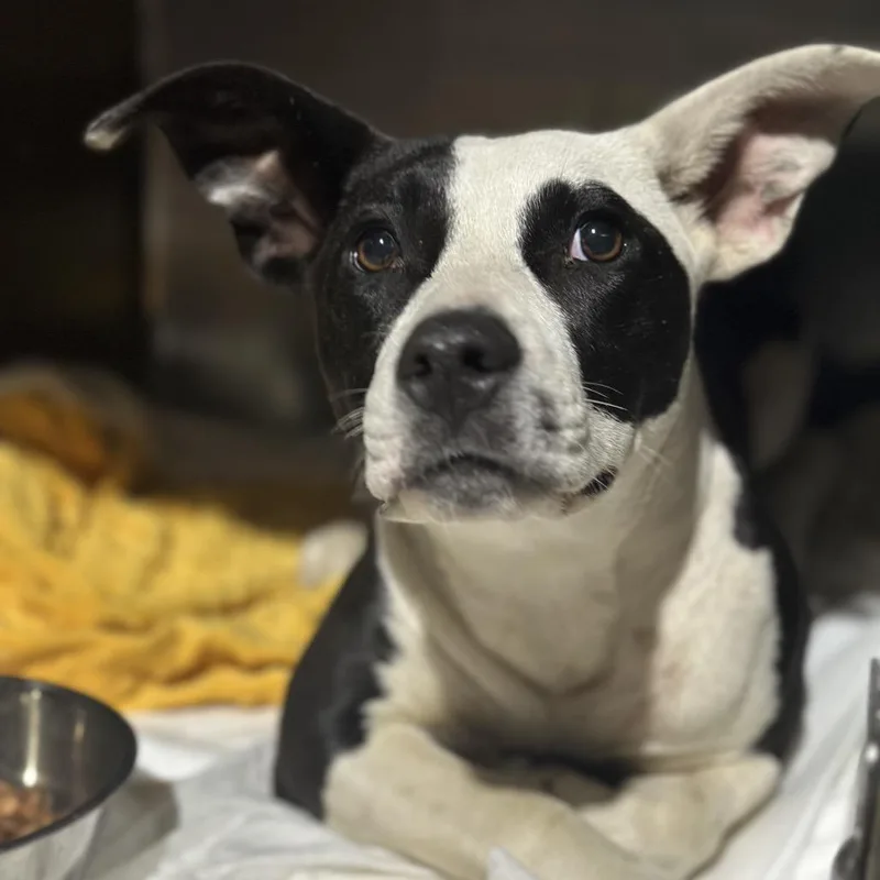 A young medium-sized female Black Pit Bull Terrier dog named Rune for adoption in Fort Smith, AR