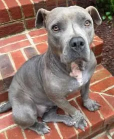 A young medium-sized female Gray / Blue / Silver Pit Bull Terrier dog named Elle for adoption in Vanceboro , NC