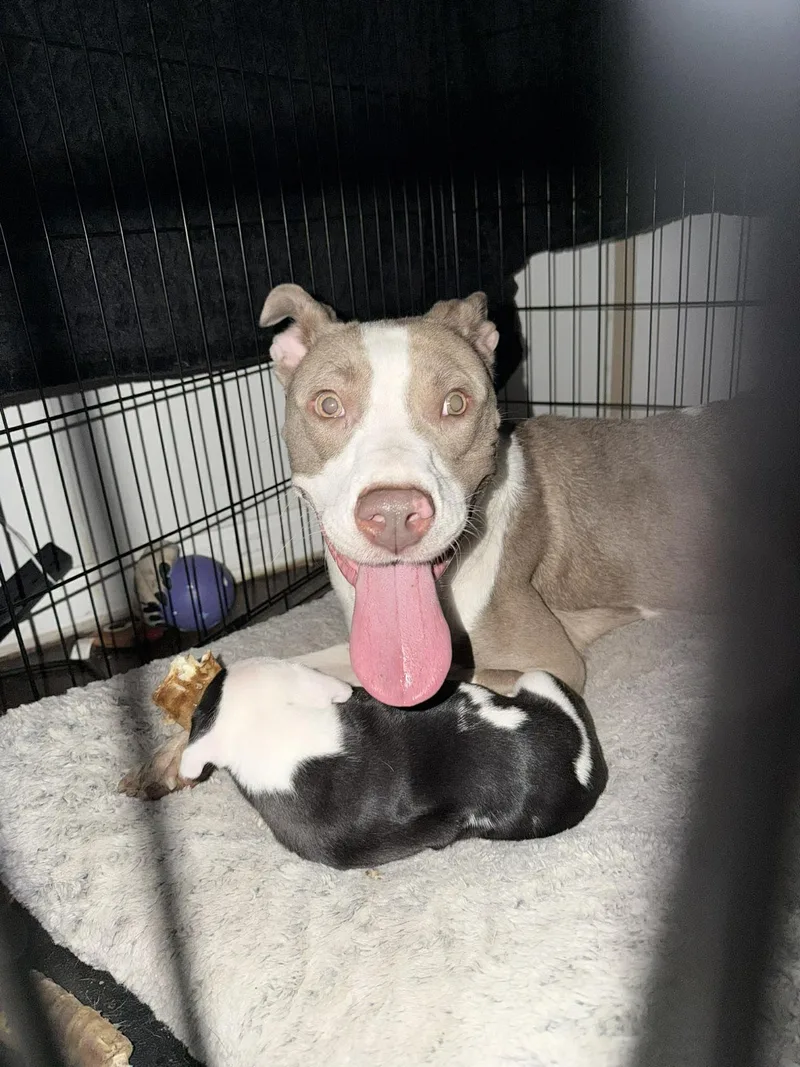 A baby medium-sized female Pit Bull Terrier dog named Bee for adoption in Pleasant Ridge, MI