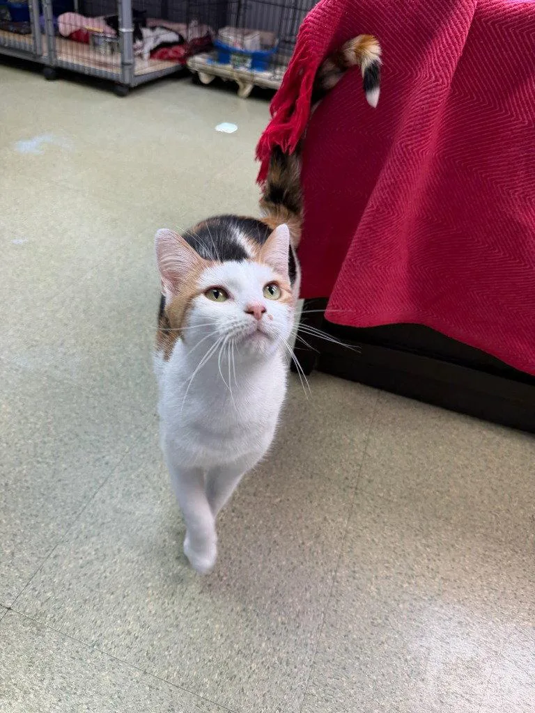 An adult small-sized female Domestic Short Hair cat named Pixie for adoption in Lovingston, VA