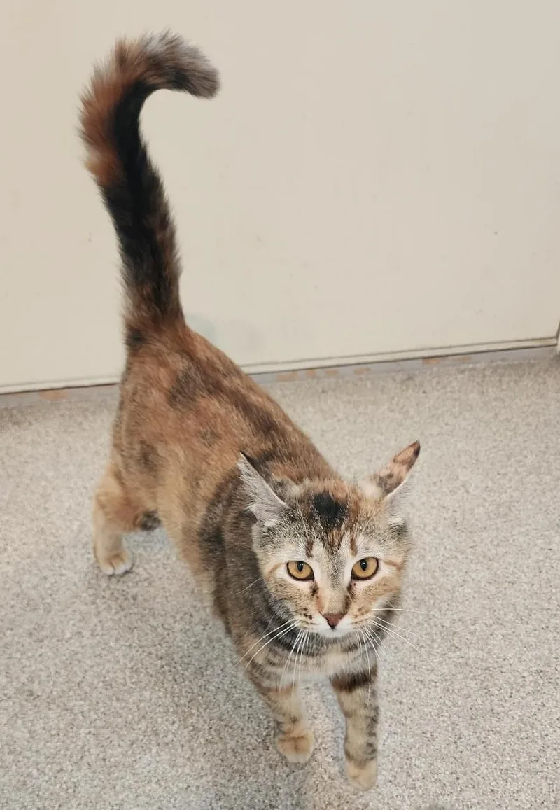 A young medium-sized female Torbie Domestic Short Hair cat named Lovey for adoption in Fairfield, IA