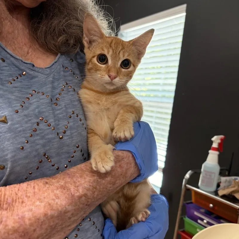 A baby small-sized female Orange / Red American Shorthair cat named Red Hot Chili Pepper for adoption in Livingston, TX