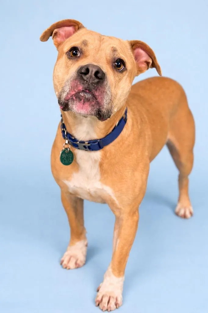 A young large-sized female Mixed Breed dog named Bella for adoption in Detroit, MI