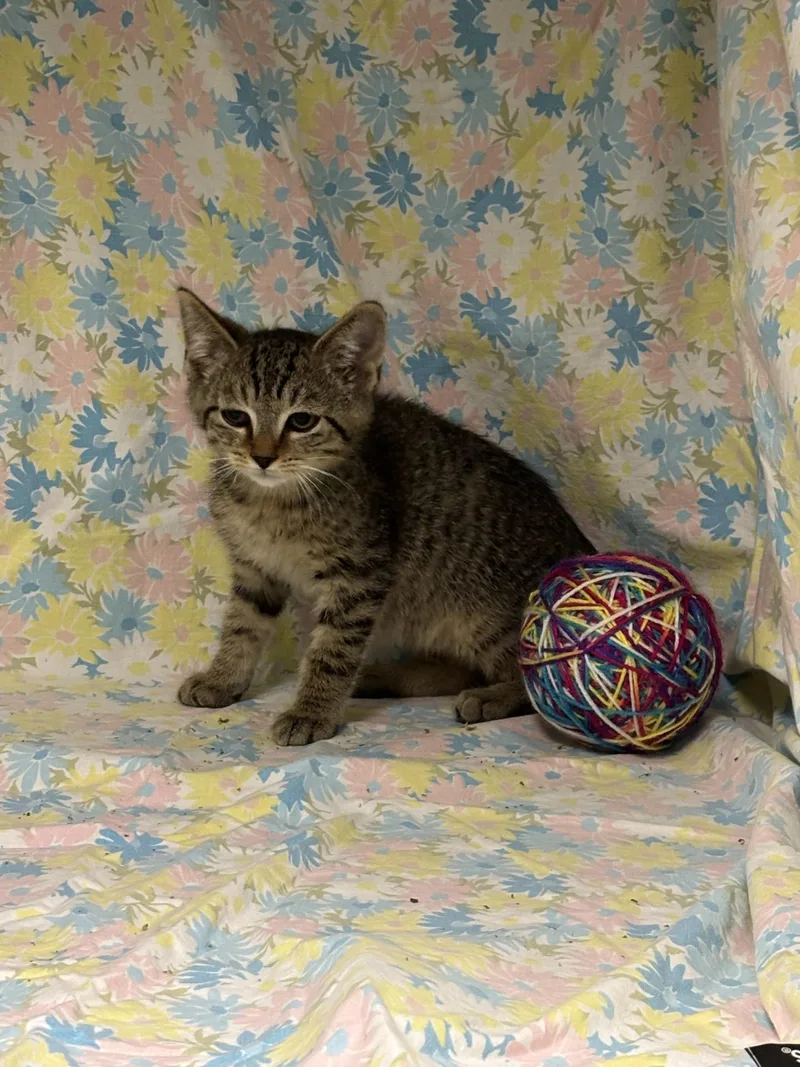 A baby small-sized male Tabby (Brown / Chocolate) Domestic Short Hair cat named Flathead for adoption in Shepherdsville, KY