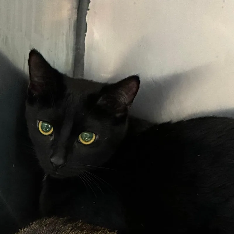 A baby small-sized male Black Domestic Short Hair cat named Griffin for adoption in Dearborn, MI