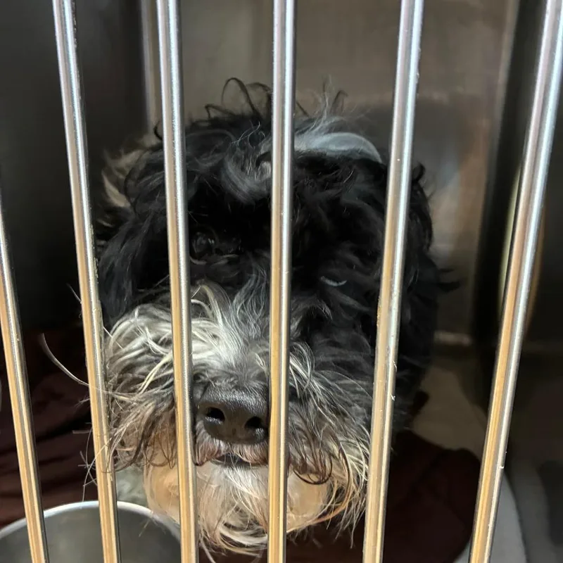An adult small-sized male Black Coton de Tulear dog named Tuck for adoption in Northbrook, IL