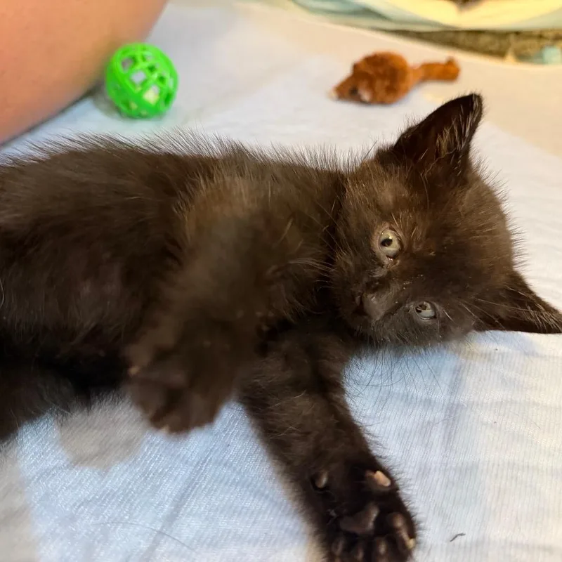 A baby small-sized female Black Domestic Short Hair cat named Sally Jessy for adoption in Westminster, CA
