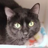 An adult large-sized male Black Domestic Short Hair cat named Tuxedo for adoption in Hilliard, OH