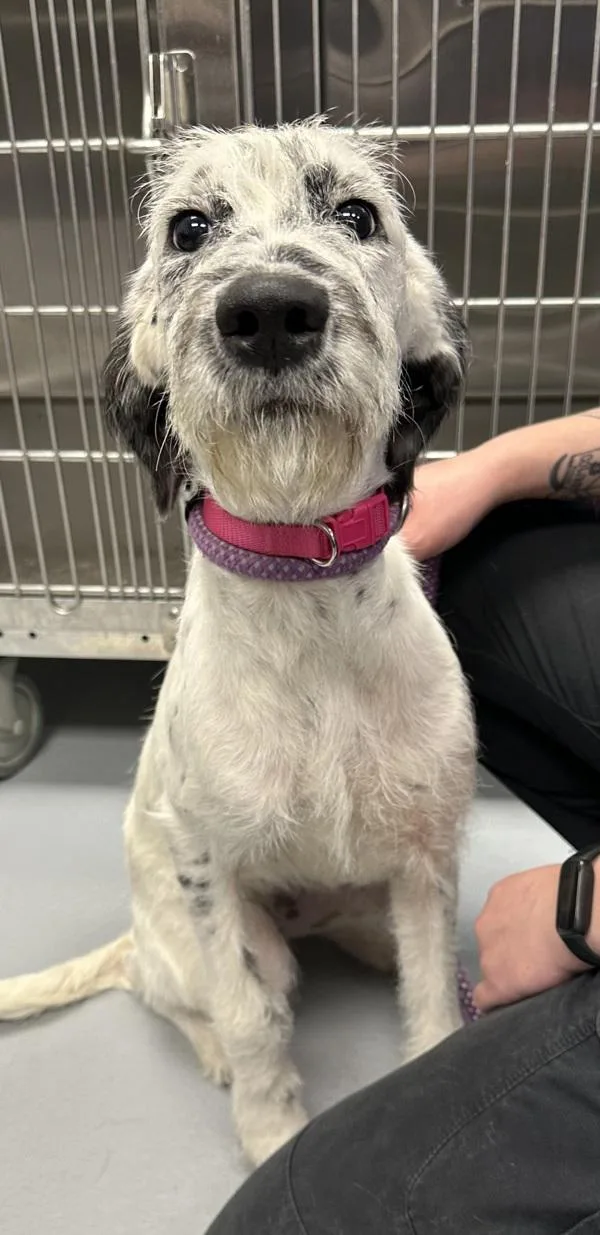 A young medium-sized female Terrier dog named Pen  Dottie for adoption in Lawrenceville, GA