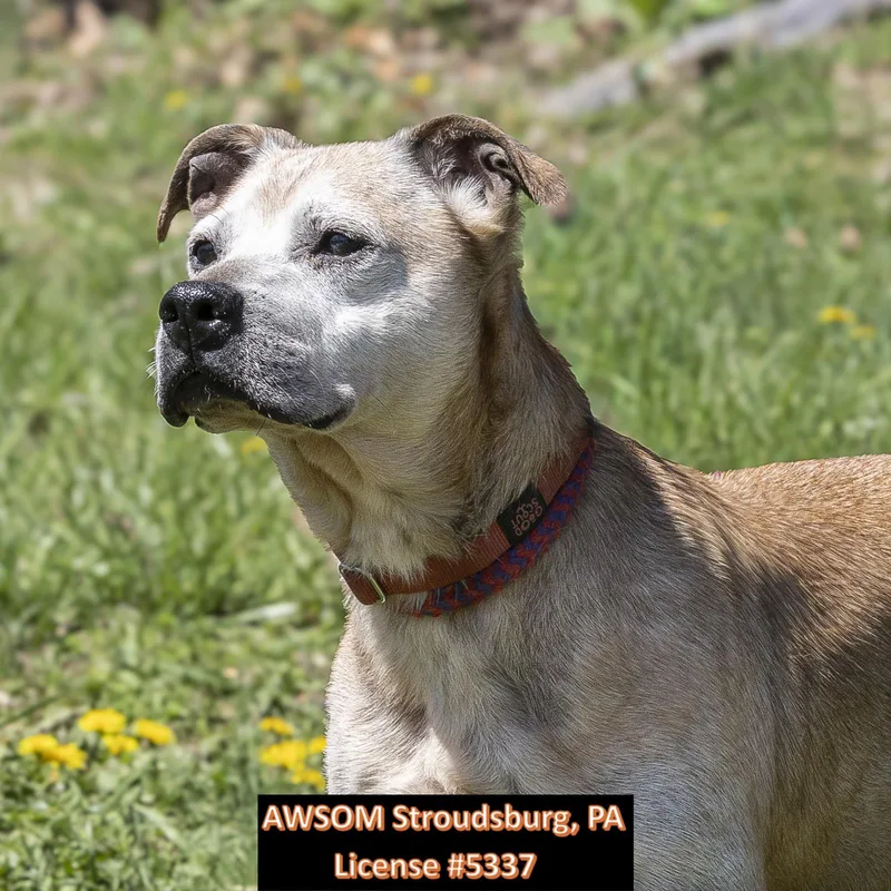 An adult large-sized female White / Cream Pit Bull Terrier dog named Peanut for adoption in Stroudsburg, PA