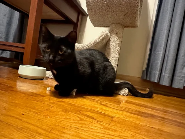 Purrsley And Pippa thumbnail 2