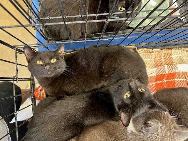 Purrsley And Pippa thumbnail 3