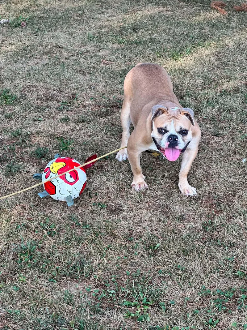 A young medium-sized female English Bulldog dog named Nola for adoption in Decatur, IL