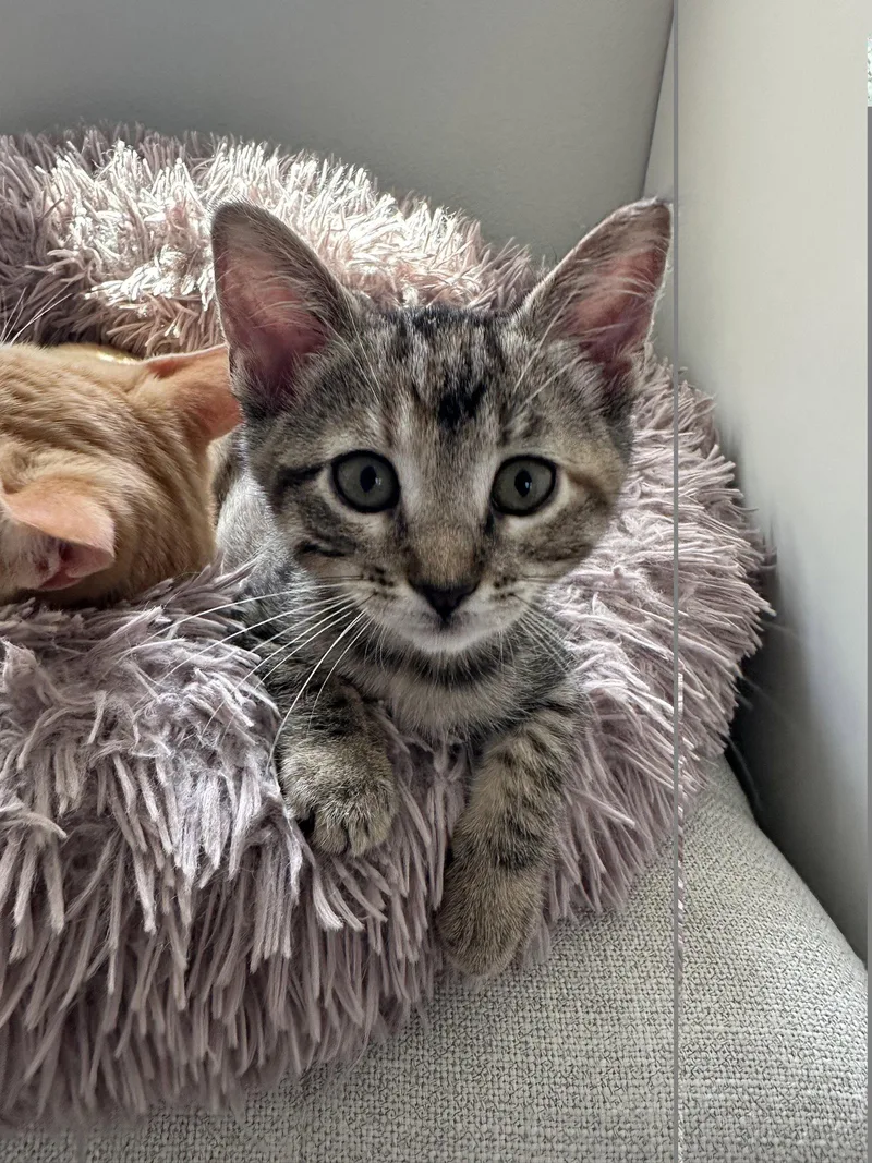 A baby small-sized female Domestic Short Hair cat named Parody for adoption in Mission Viejo, CA