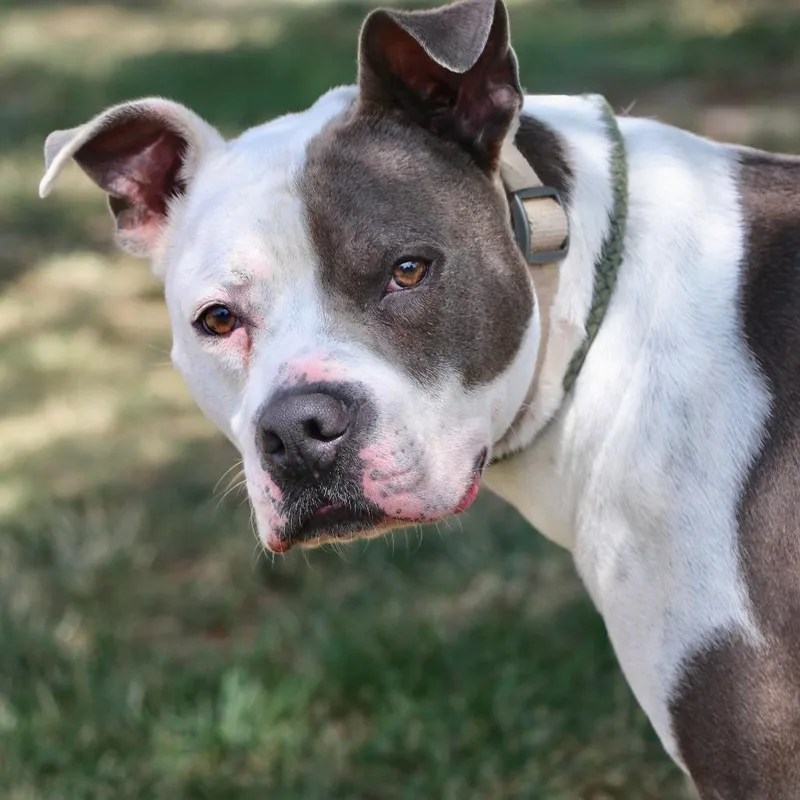 An adult medium-sized male White / Cream Mixed Breed dog named Edward for adoption in Allentown, PA