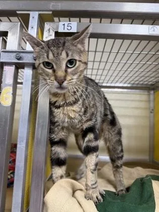 An adult small-sized female Domestic Short Hair cat named Pisces for adoption in Clarks Summit, PA