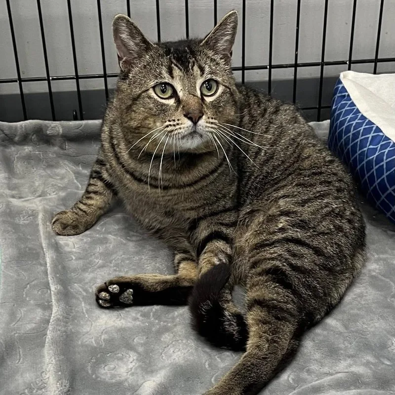 An adult large-sized male Brown / Chocolate Domestic Short Hair cat named Tiger Boy for adoption in Hamburg, NY