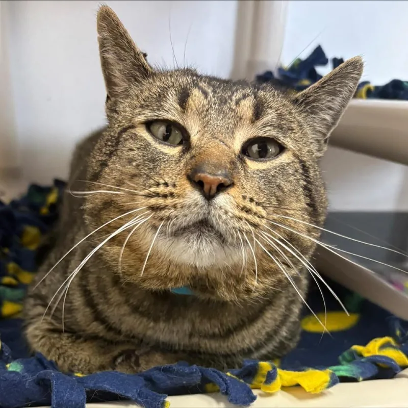 Tiger Boy thumbnail 2