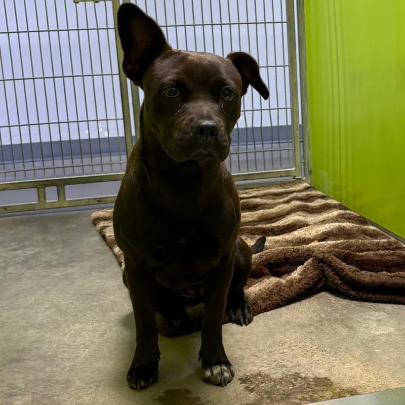 A young medium-sized female Pit Bull Terrier dog named Bea for adoption in San Jacinto, CA