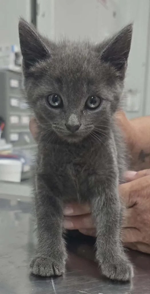 A baby small-sized male Domestic Short Hair cat named Benny for adoption in Hillsdale, IN