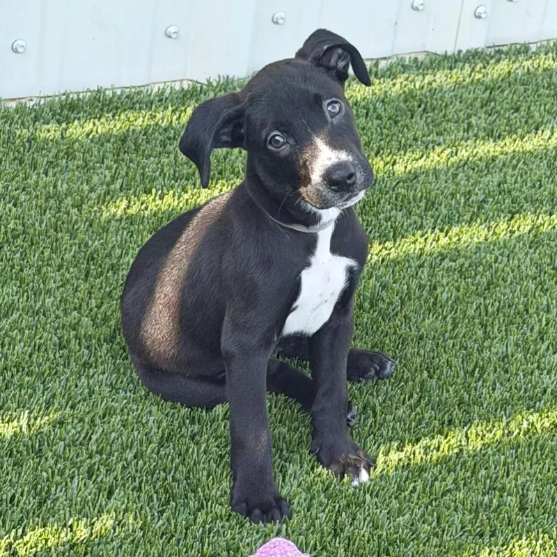 A baby medium-sized male Black Labrador Retriever dog named Sergeant for adoption in Flower Mound, TX