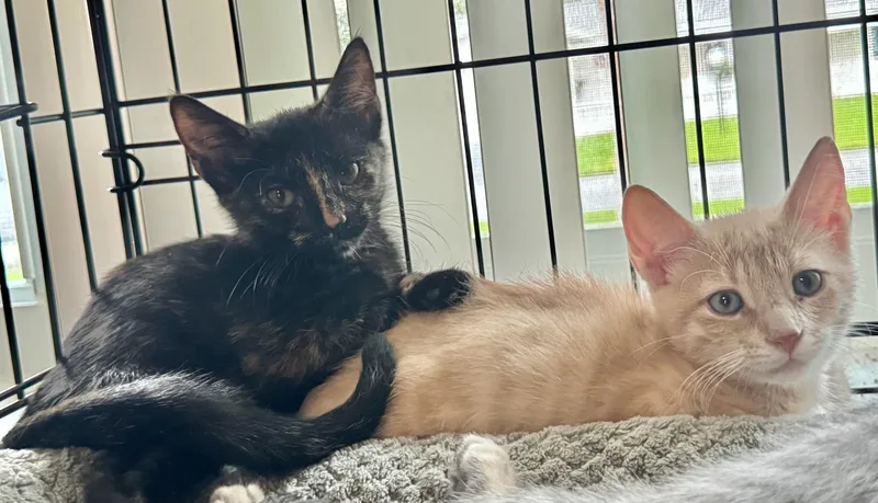 A baby small-sized female Buff & White Domestic Short Hair cat named Sasha & Sunny BONDED for adoption in Boca Raton, FL