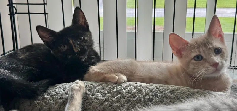 Sasha & Sunny BONDED thumbnail 3