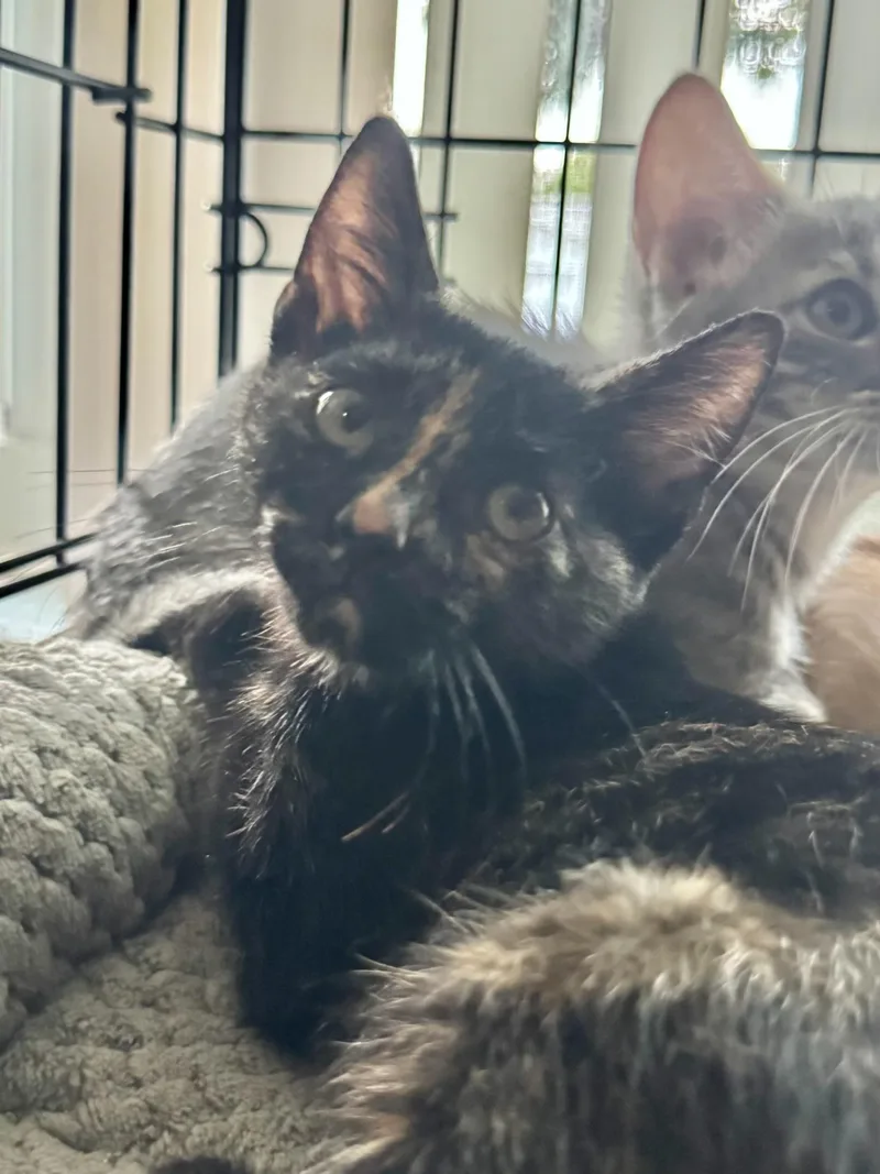 Sasha & Sunny BONDED thumbnail 4