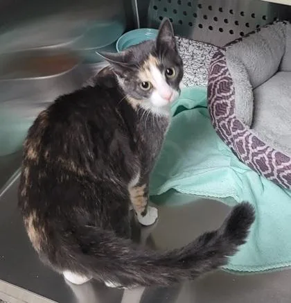 A young small-sized female Domestic Short Hair cat named Missy for adoption in Pendleton, OR
