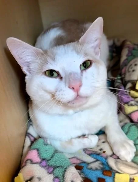 An adult medium-sized male Buff & White Domestic Short Hair cat named Kirk for adoption in Medina, OH