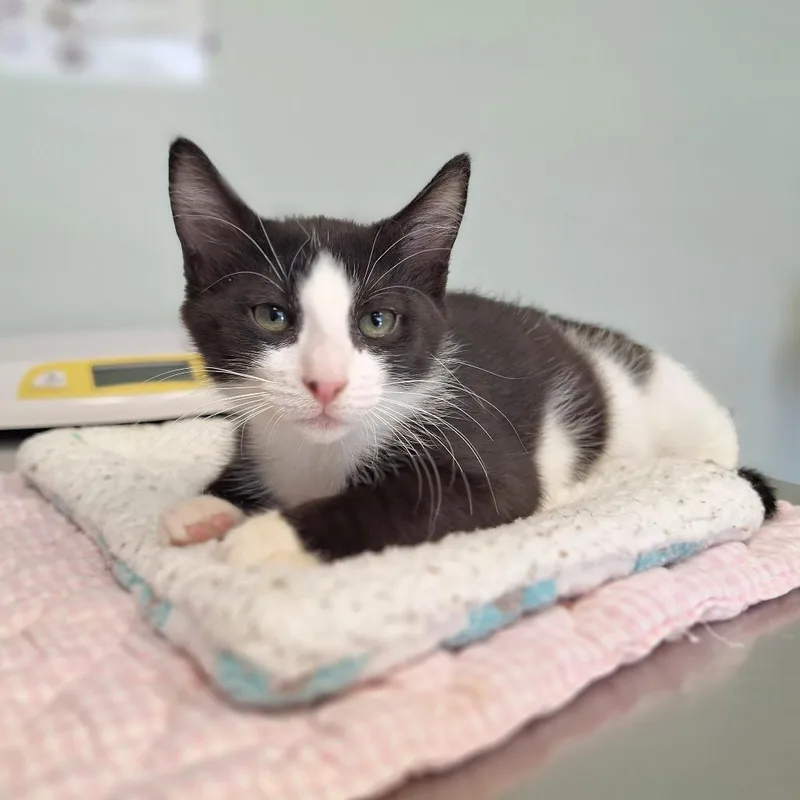 A baby small-sized female Domestic Short Hair cat named Galaxy for adoption in Cumming, GA