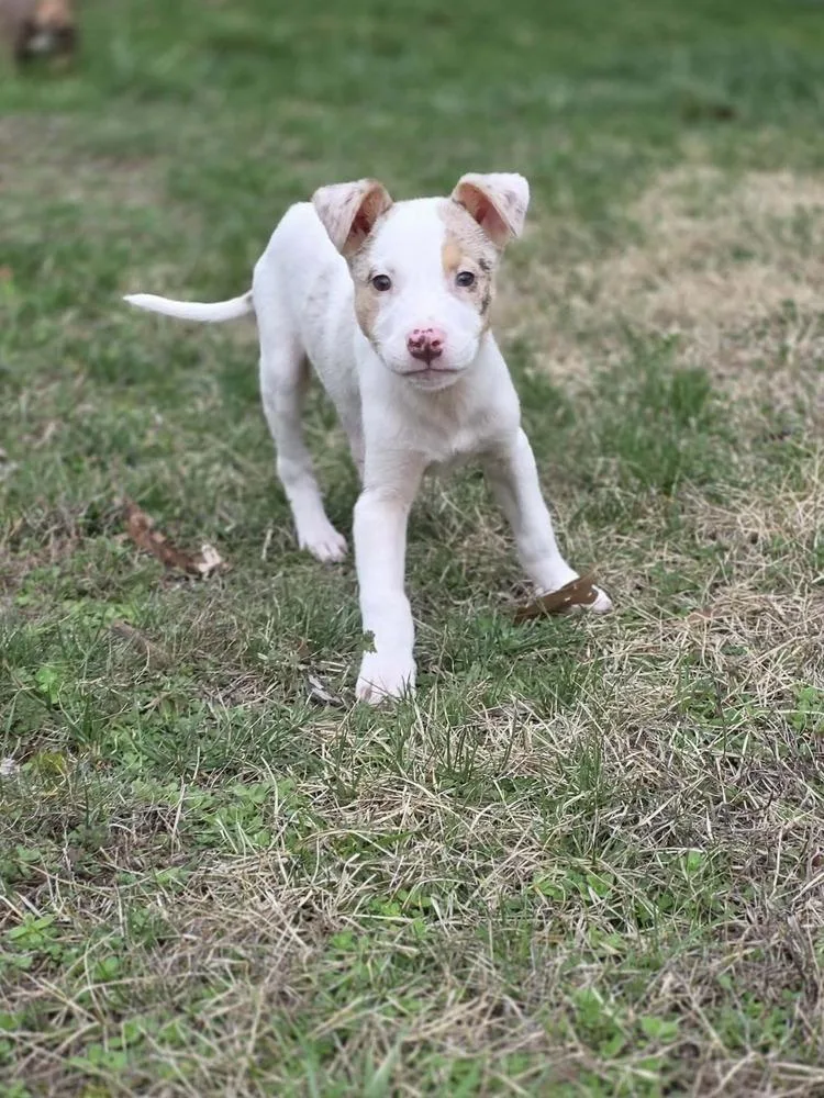 Audrey